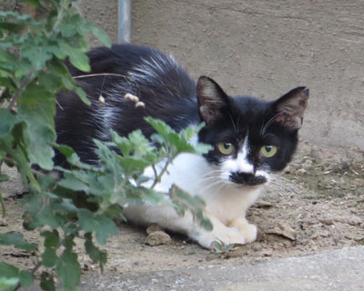 ����тЂ��˂�