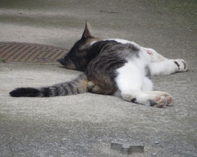 �Ă͂�������