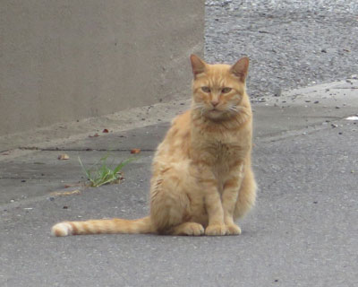 ���₶�˂�