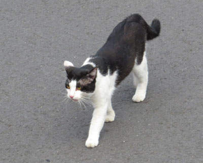 �Ԃ��I�񂳂��ē��X�Ɠn��