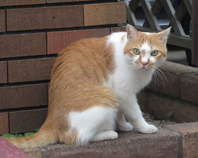 ���Ƀr�b�N��