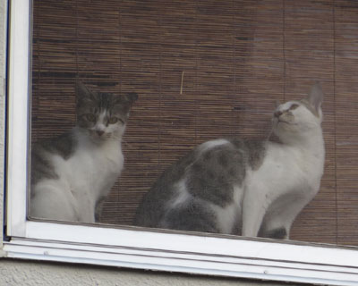 �P�C�͂��������Î�