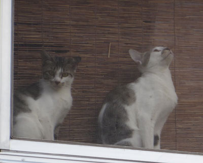 �Е��͂܂�ŋC�Â��Ȃ�