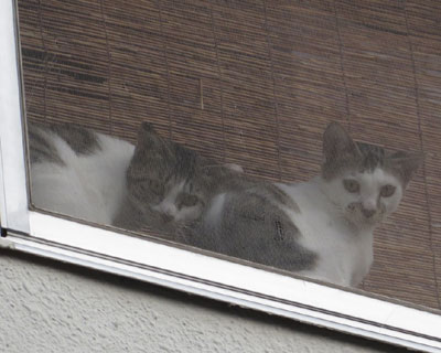 �Î�����񂪐g�����o��