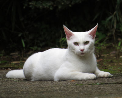 ���̃L�����s�����˂�