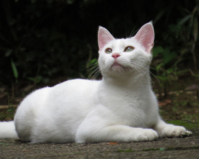 �Ȃɂ��ɋC�������