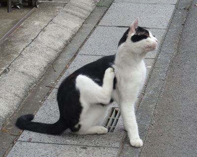 �J�������o������~���n�߂�