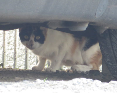 �����O�т����