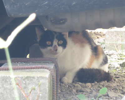 ���͋��ۂ�