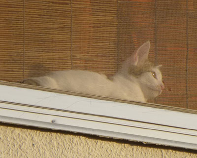 �ʂ̎q������炵��