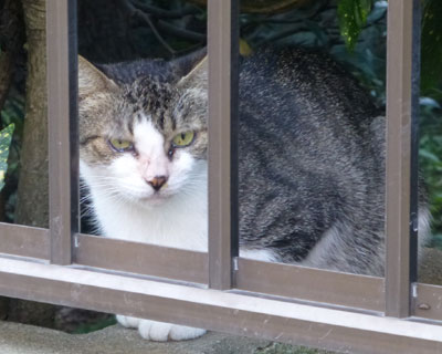 ���������Č����Ȃ��߂�