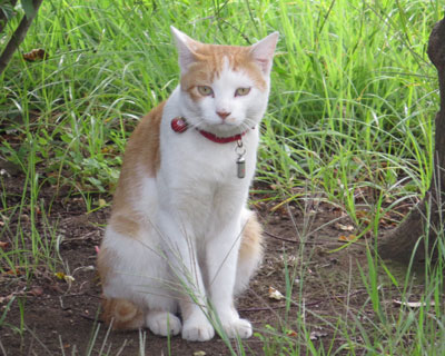 ���g�������Ɏ�ւ�����