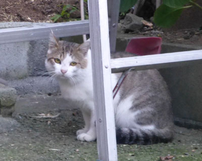 �Ȃ񂩂��킢���˂�