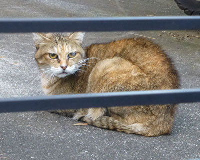 �������Ȃ˂�