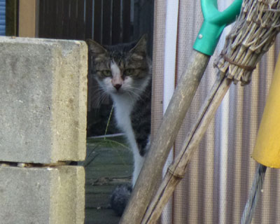 ���������ƐU�����