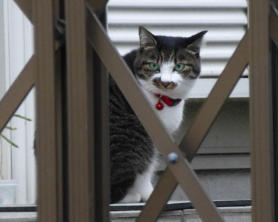 ���܂ɊO���o����