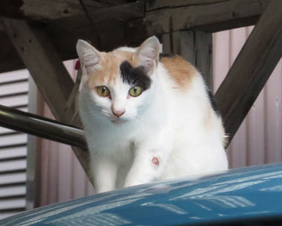 �Ă񂾂炱����������