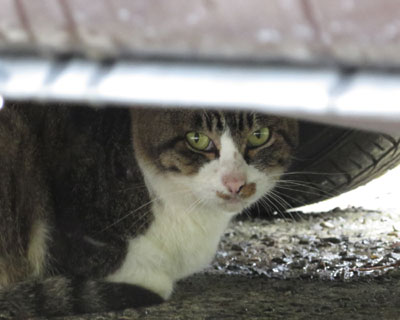 �����Ƃ�