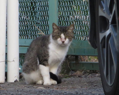 ���͌���