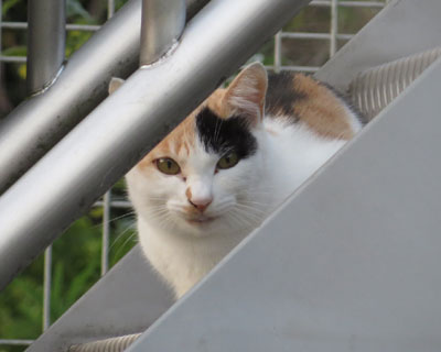 ���Ȃ��ӂ�