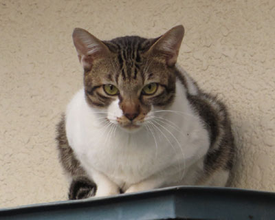 �܂����̌���