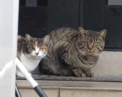 ���b�W�������ǂ����