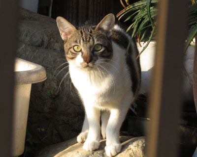 �������������Ă���