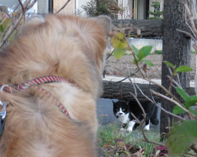 �M���I�Ƃ�����̂˂�