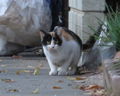 �����O�т����ɉ������