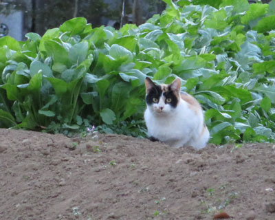 ���ł����Ă���