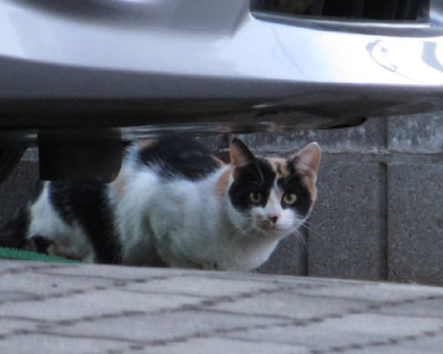 ���Ƃ������Ă�