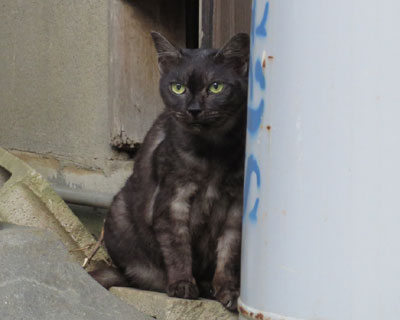 �e�������˂�