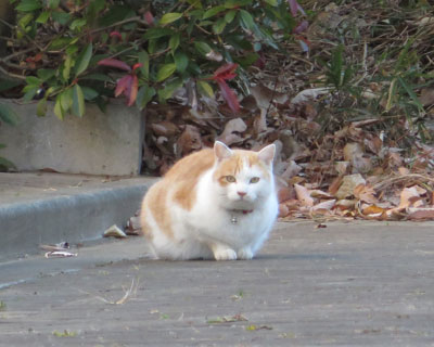 �ڂ����~�o�Ɏ��Ă�