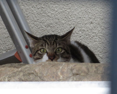 �����������ɂ����ƌ���