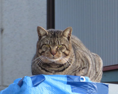 �����̂�т茺�֑O��