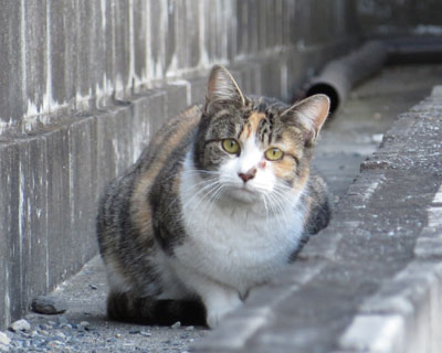 �O�т����͂ƂĂ����킢��