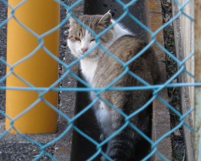 ���������͓�����������