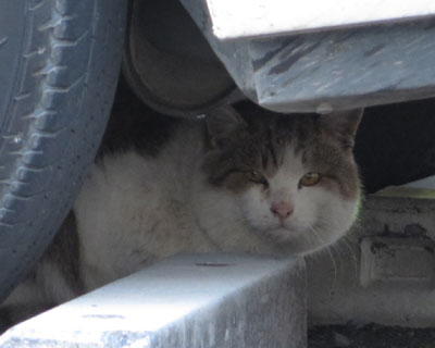 �V�����b�ƎԂ̉���