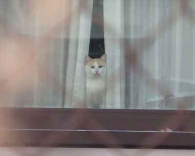 �������������Ȃ˂�