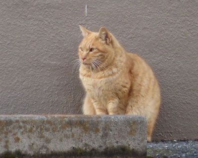 �I���W�����