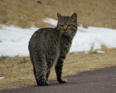 �y���ȃX�e�b�v�̂˂�