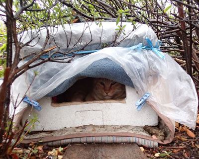 �I���W�����ɂ͉Ƃ�����