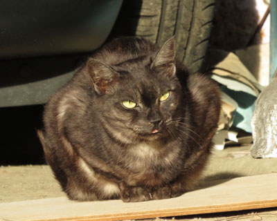 �����������Ă��C�z������