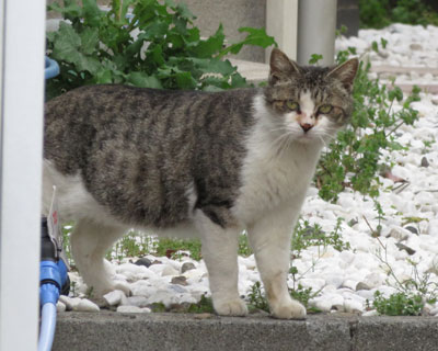 �ł����̓X���X�������