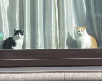 �Ƃ��ǂ�������