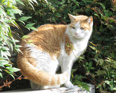 ���̂ւ�ɏZ�ޖ�ǂ˂�