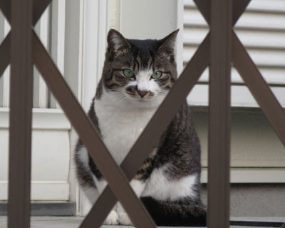 �����L�����ǎU���ɂ��o��