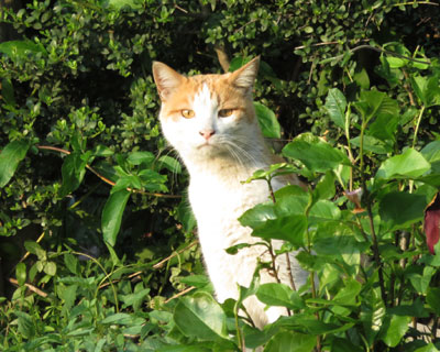 �����C�ɂȂ��Č��ɗ���