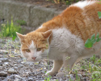 ���������ɗ���