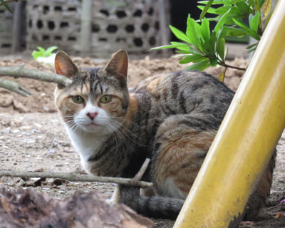 ���p�����Ȃ˂�